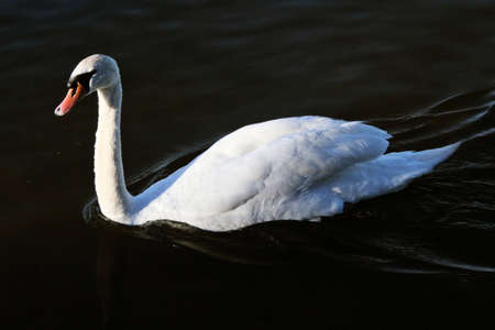 A view of a Mute Swan at Ellesmere Lake in Shropshireの写真素材