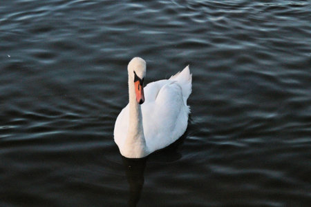 A view of a Mute Swan at Ellesmere Lake in Shropshire