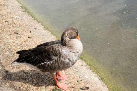 A view of a Greylag Goose in Londonの写真素材
