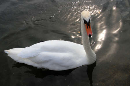 A view of a Mute Swan in Londonの写真素材