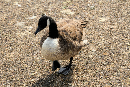 A view of a Canada Goose
