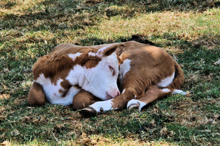 A brown and white calf is sleeping on the grass in a farm.の写真素材