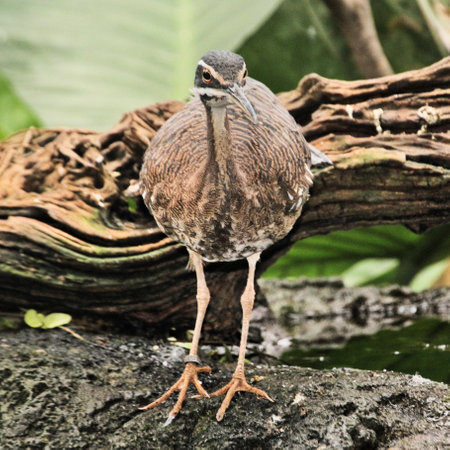 A closeup shot of a black-crowned night heronの写真素材