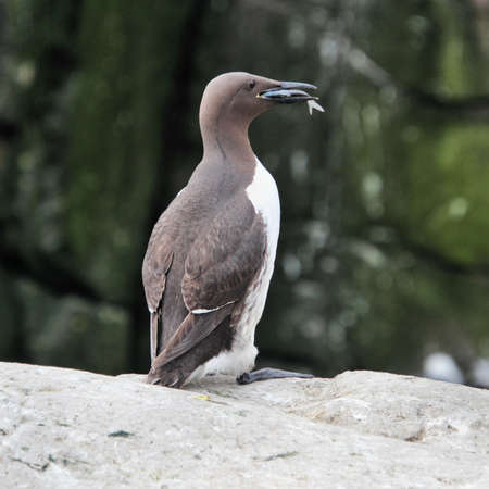 A view of a Guillemot on Farne Islandsの写真素材