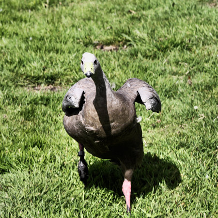 A view of a Cape Barren Goose