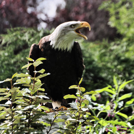 A view of an American Bald Eagle