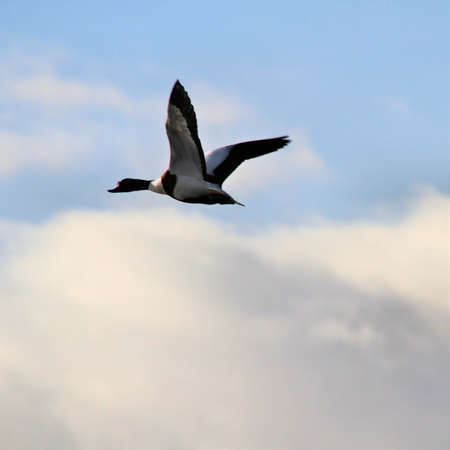 A view of a Duck at Martin Mere Nature Reserveの写真素材