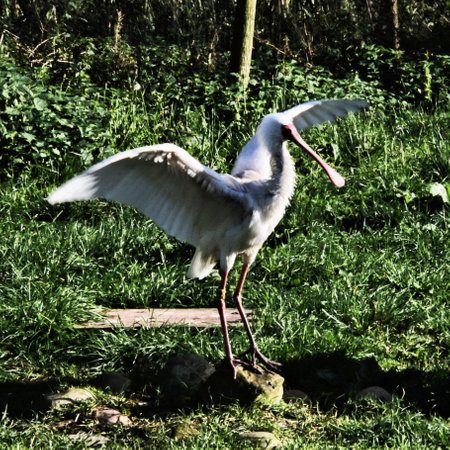 A white stork standing on the grass in the sun. A white stork is looking for food.の写真素材