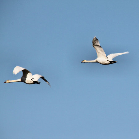 A view if a Mute Swan flying