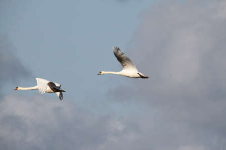 A view if a Mute Swan flyingの写真素材