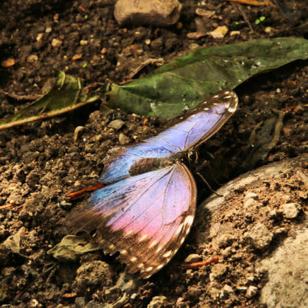 A view of a Butterfly on a leafの写真素材
