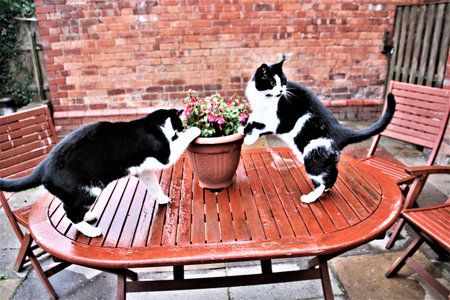 A view of a Cat