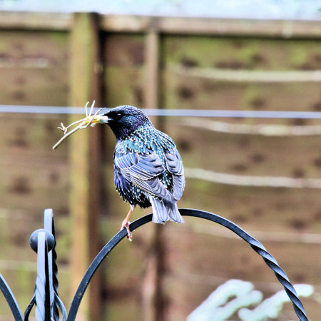 A view of a Crowの写真素材