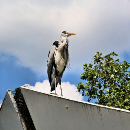 A view of a Heronの写真素材