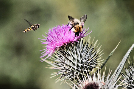 Hoverfly and a bee on a thistle flower, Spainの写真素材