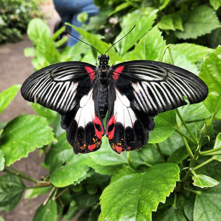 A view of a Butterfly on a leafの写真素材