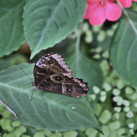 A view of a Butterfly on a leaf