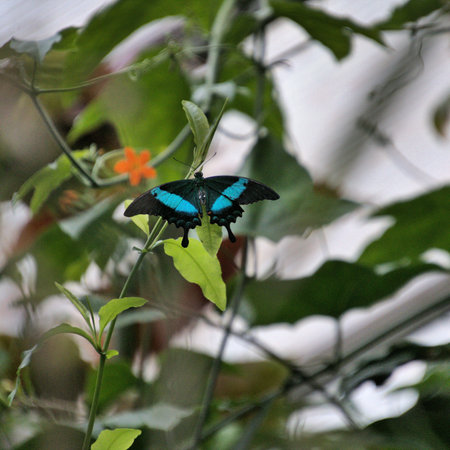 A view of a Butterfly on a leaf