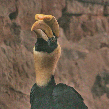A view of a Hornbill
