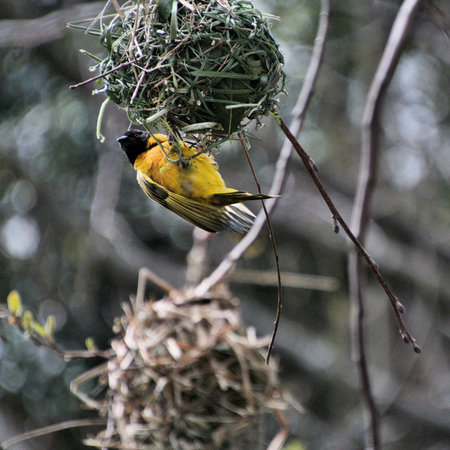 A view of a Weaver Bird building a nest