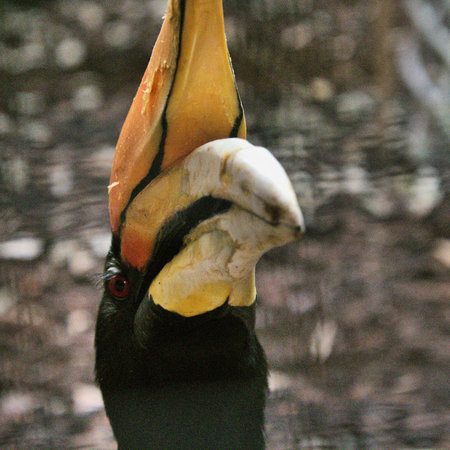 A view of a Hornbill