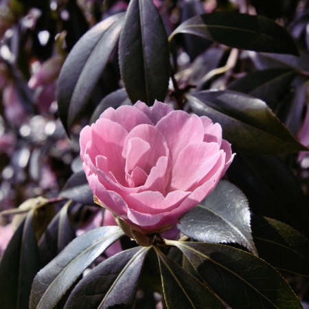 A view of flowers in a gardenの写真素材