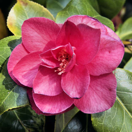 A view of flowers in a gardenの写真素材