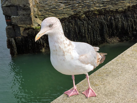 A view of a Herring Gull