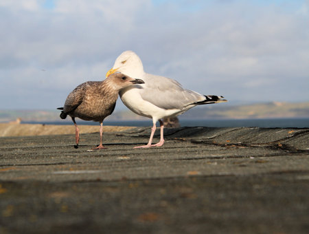 A view of a Mother an Juvenile Herring Gull