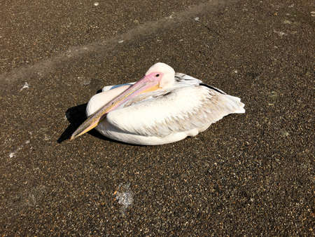 A view of a Pelican in London on the groundの写真素材