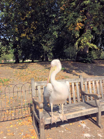 A view of a Pelican in Londonの写真素材