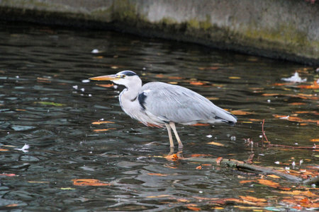 A view of a Grey Heron in London