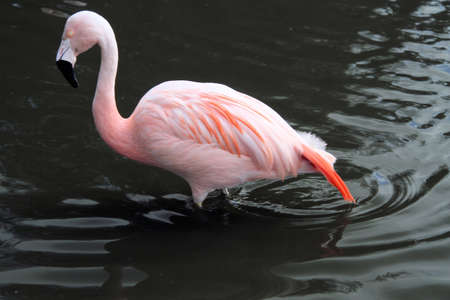 A view of a Flamingoの写真素材