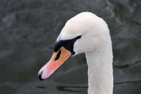 A Mute Swan on the waterの写真素材