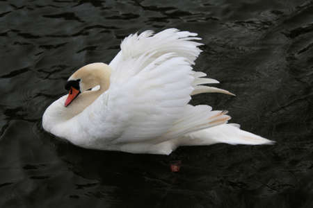 A Mute Swan on the waterの写真素材