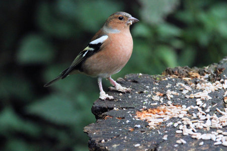A close up of a Finch at Martin Mere Nature Reserveの写真素材