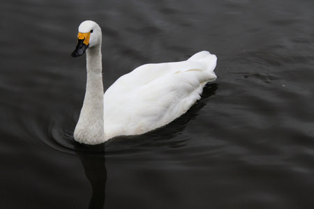 A view of some Whooper Swans at Martin Mere Nature Reserve