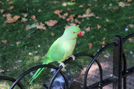 A view of a Ring Necked Parakeet