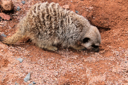 A view of a Meerkat