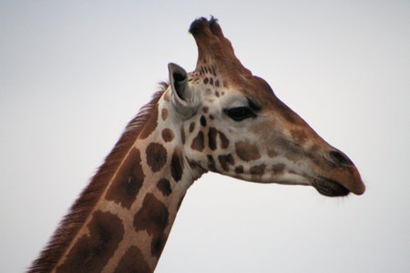 Giraffe - Wildlife Background from Africa - Biggest mammal in the worldの写真素材