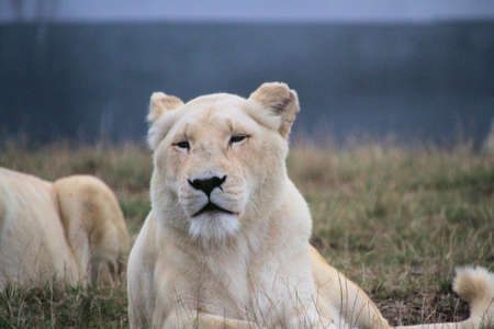 A view of a Lionの写真素材