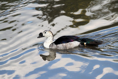 A view of a Duck on the waterの写真素材