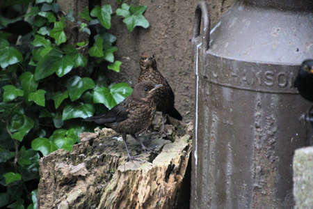 A close up of a Blackbirdの写真素材