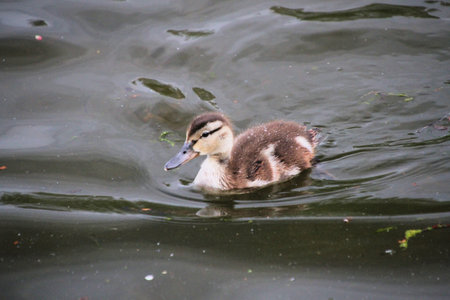 A close up of a Mallard Ducklings
