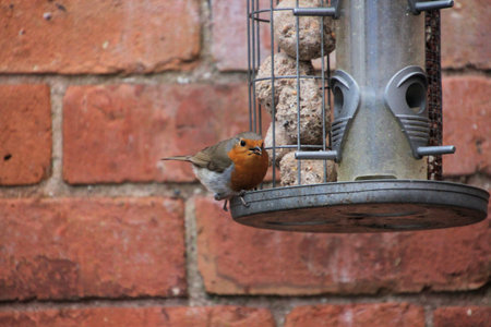 A close up of a Robin