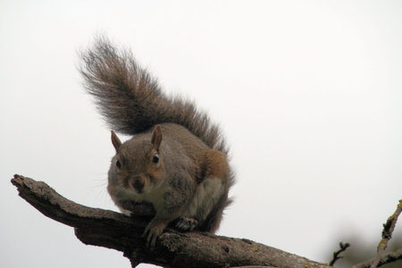 A close up of a Grey Squirrel