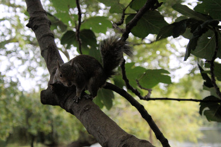 A close up of a Grey Squirrel