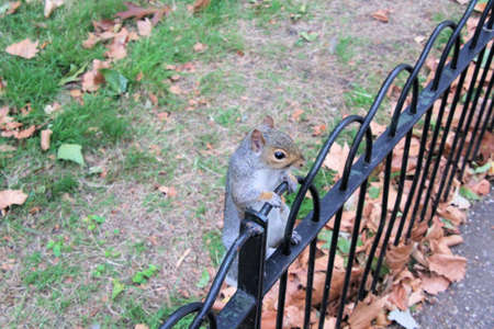A close up of a Grey Squirrelの写真素材