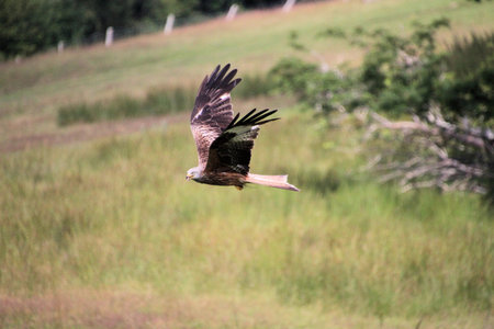 A view of a Red Kite in flight