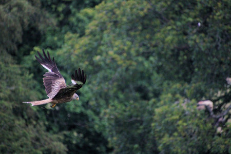 A view of a Red Kite in flight